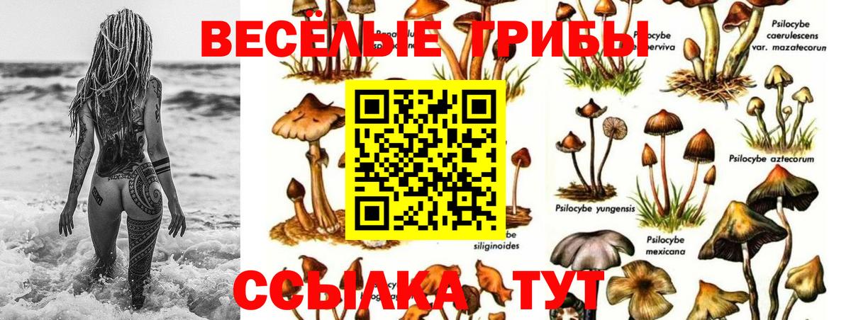 Галлюциногенные грибы прущие грибы  Вход с VPN  Шумерля  Галлюциногенные грибы Psilocybe 